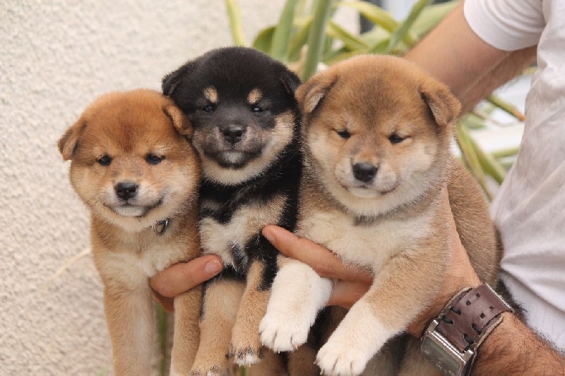 chiot Shiba No Maneki Kitsune