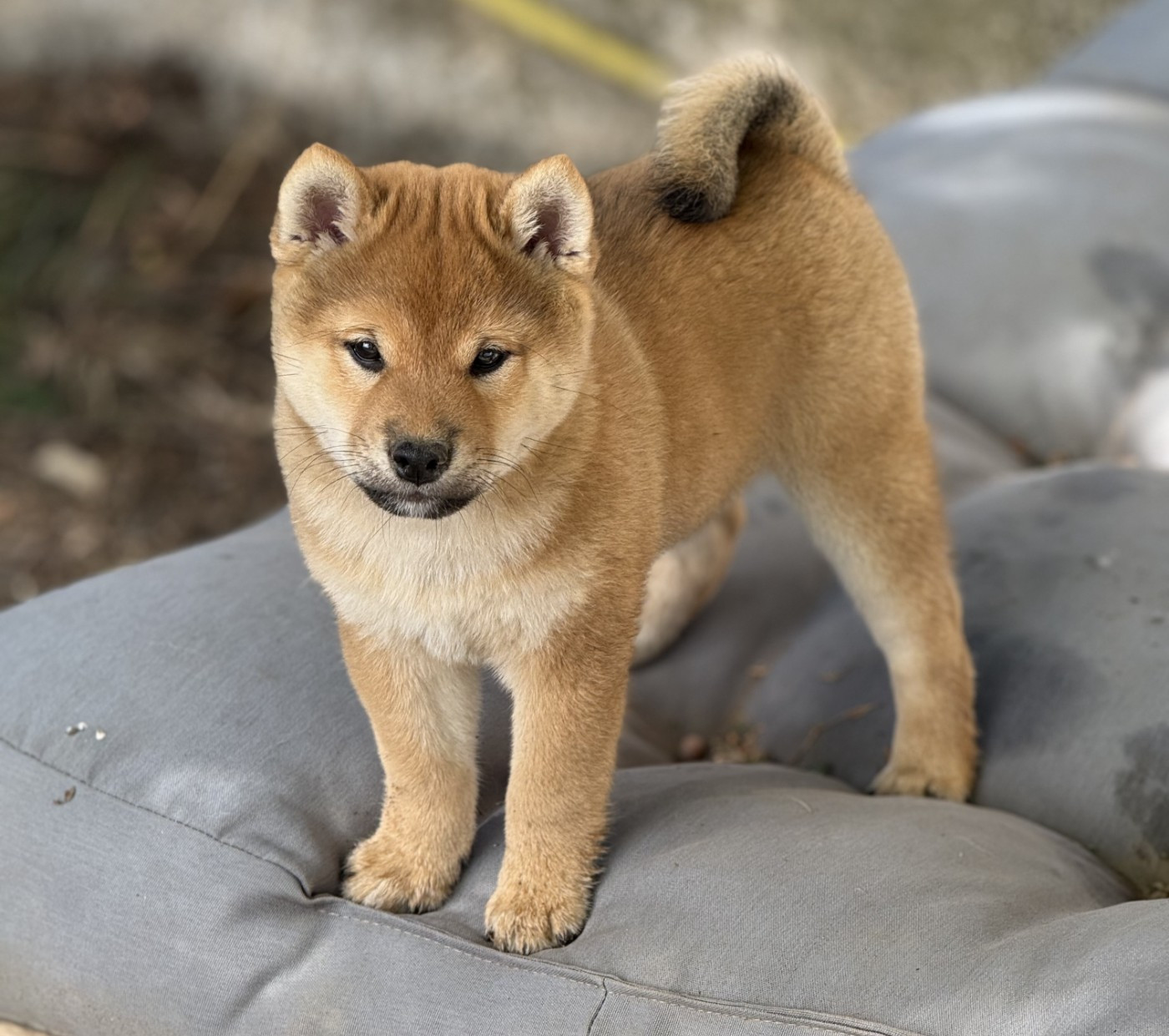 No Maneki Kitsune - Chiots disponibles - Shiba
