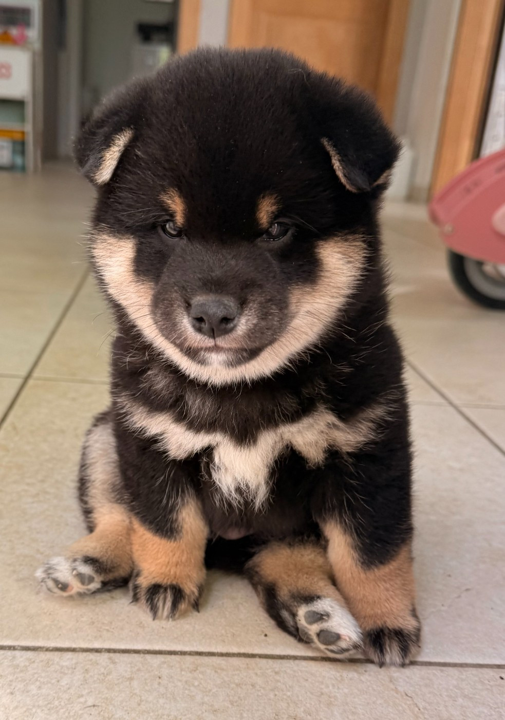 No Maneki Kitsune - Chiots disponibles - Shiba