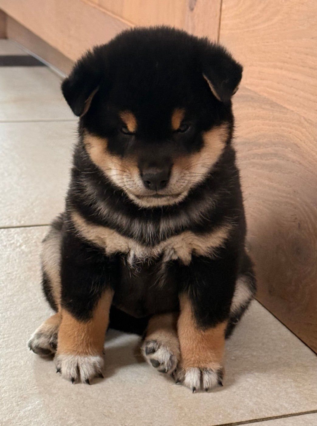No Maneki Kitsune - Chiots disponibles - Shiba