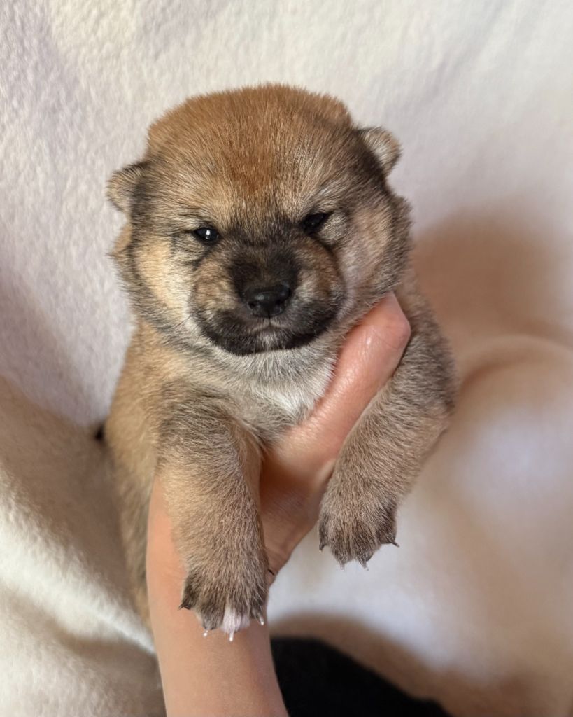 No Maneki Kitsune - Chiots disponibles - Shiba