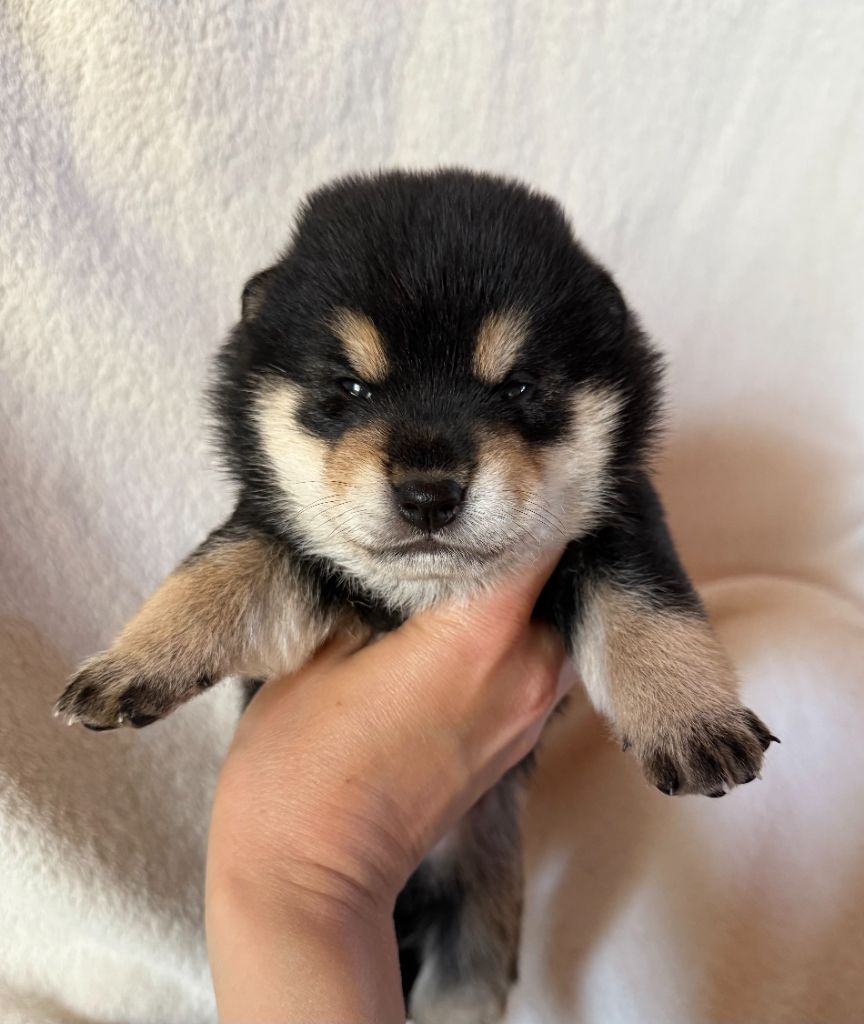 No Maneki Kitsune - Chiots disponibles - Shiba