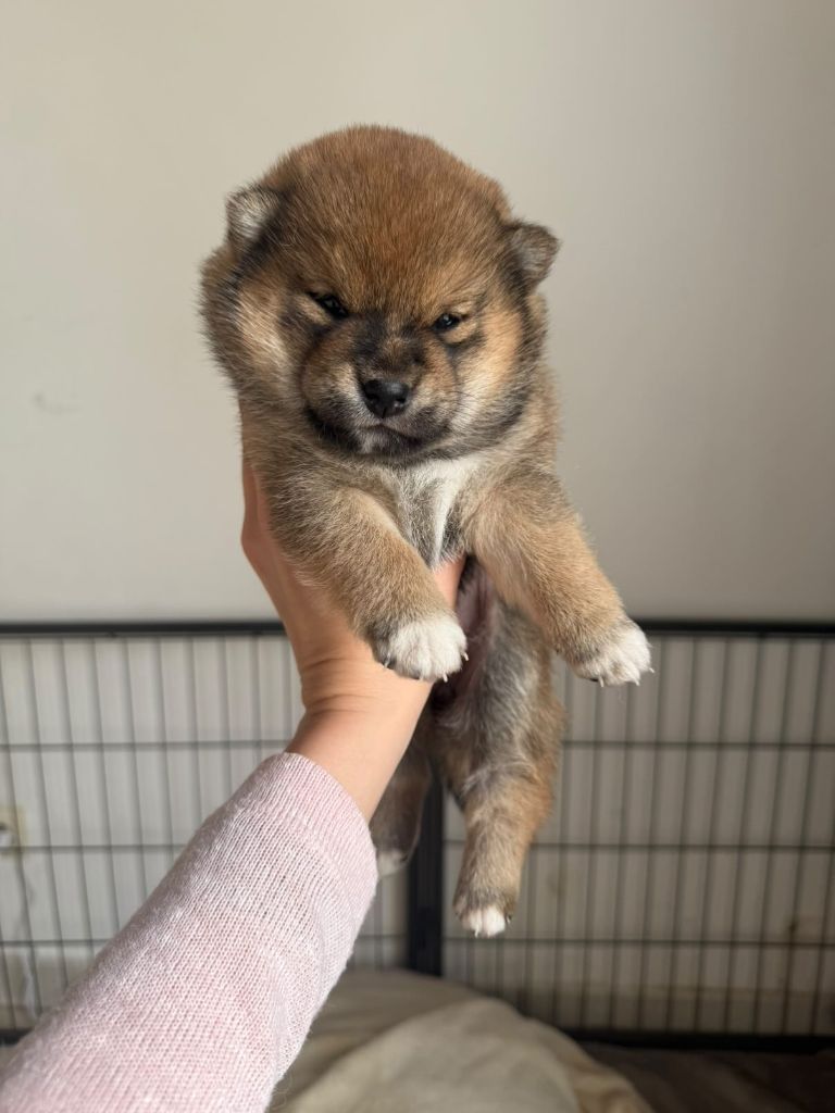 No Maneki Kitsune - Chiots disponibles - Shiba